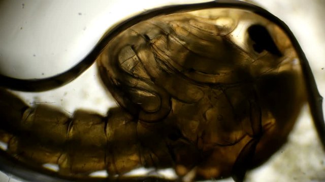 Anopheles mosquito maculipennis larva under a microscope