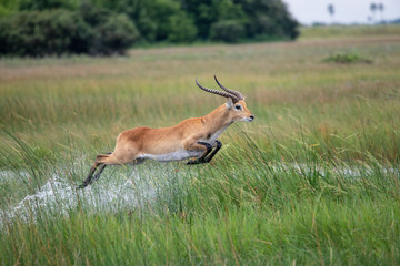Naklejka na ściany i meble running antelope Waterbuck (Kobus ellipsiprymnus) in the african savannah namibia kruger park botswana masai mara 