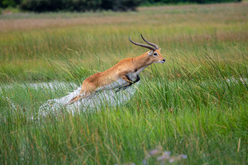 running antelope Waterbuck (Kobus ellipsiprymnus) in the african savannah namibia kruger park botswana masai mara	