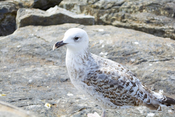 white bird seagull