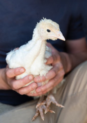 junge Pute, Pute in der Hand, Küken, Landwirtschaft