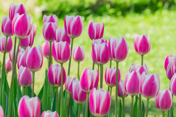 Fototapeta premium colorful pink tulips in the spring garden, floral landscape