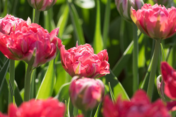 blooming field of pink tulips in the garden, floral background
