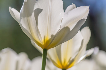 close up of white blooming tulip in spring garden