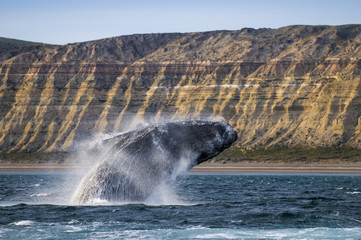 Naklejka premium Whale jump , Patagonia