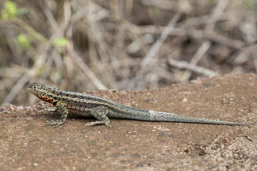 Galapagos Lava Lizard (Microlophus albemarlensis) in Galapagos I