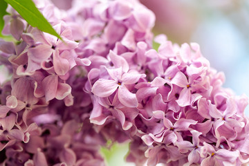 Elder known as elderberry, black elder, flowers in ultra violet vivid colour