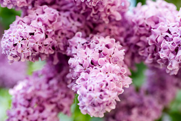 Elder known as elderberry, black elder, flowers in ultra violet vivid colour