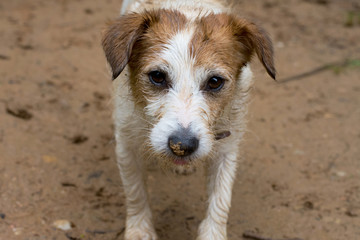 DIRTY JACK RUSSELL DOG WITH MUD ON ITS NOSE