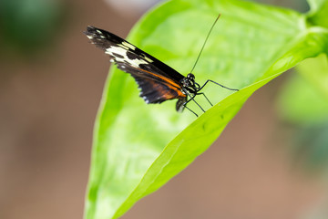 Exotic black butterfly on vivid green leaf