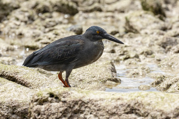 Lava Heron or Galapagos Heron (Butorides sundevalli) in Galapago