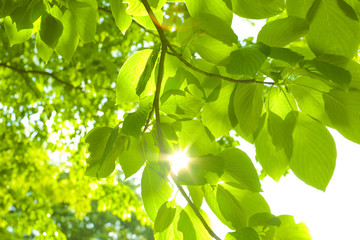 Fototapeta na wymiar leaf sunlight