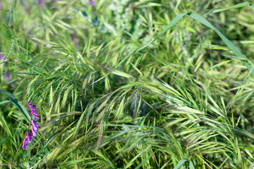 Wild green ears of oats in field, soft focus, closeup, agriculture background.