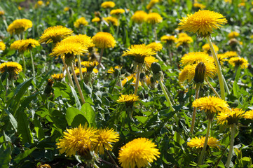 Dandelions flowers on green grass