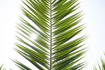 Fototapeta premium Sun over green palm leaves