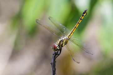 Image of crimson dropwing dragonfly(female)/Trithemis aurora on a branch on nature background. Insect. Animal