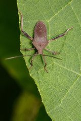Image of Leaf-footed Bug(Coreidae) on the green leaf. Insect. Animal.