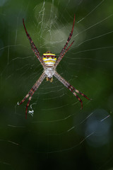 Image of multi-coloured argiope spider (Argiope pulchellla) on the spider web. Insect, Animal.