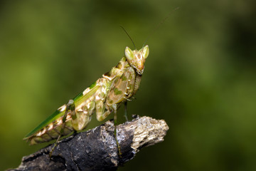 Image of flower mantis(Creobroter gemmatus) on dry branches. Insect. Animal.