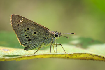 Image of The Indian Palm Bob butterfly (Suastus gremius gremius Fabricius, 1798) on green leaves. Insect Animal