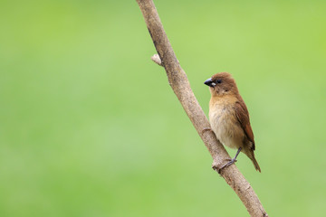 Image of finch, warbler or wren on the branch on the natural background. bird. Animal.