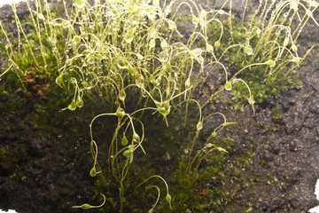 moss isolated on white background