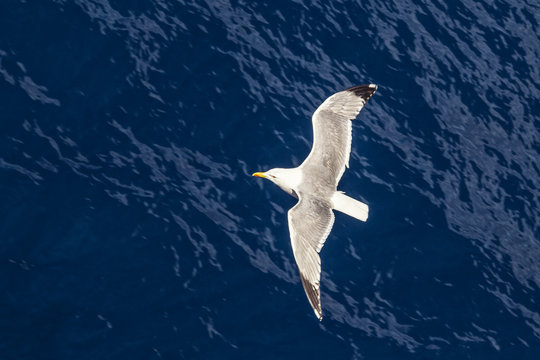 Flying seagull, top view