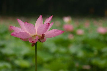 Obraz premium Lotus [Nelumbo]