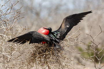 Great Frigatebird (Fregata minor) in Galapagos Islands, Ecuador