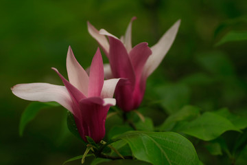 Obraz premium Magnolia