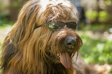Naklejka na ściany i meble Hund Briard mit Sonnenbrille