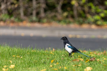 Fototapeta premium Magpie