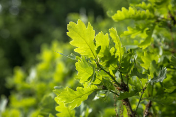 Branch of young solar green oak leaf on a background of foliage in spring