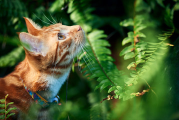 Beautiful adventurous ginger tabby cat hunting and exploring among green ferns.