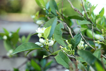 Obraz premium Blossoming mandarin, orange tree. Branch with leaves, flowers closeup photography
