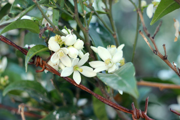 Blossoming mandarin, orange tree. Branch with leaves, flowers closeup photography
