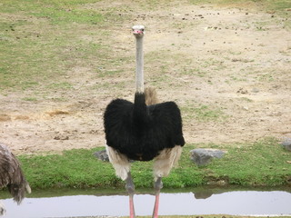 遠くを見つめるダチョウ