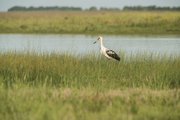 Maguari Stork, Argentina