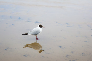 Lonely single seagull bird standing on the wet sand of seashore.