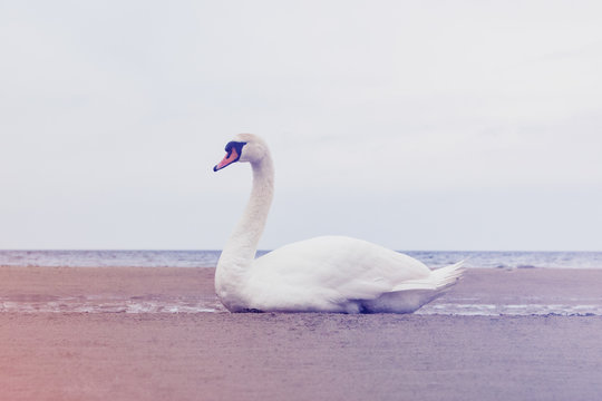 White swan bird sitting on the sand of Baltic sea shore.