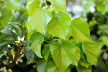 Fototapeta na wymiar Fresh green spring leaves closeup background