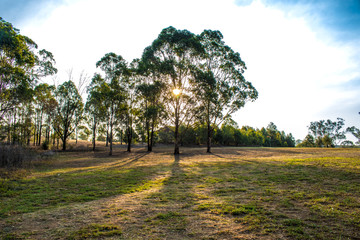 Sun setting behind the trees