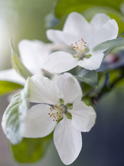 closeup of whiute apple blossom against out of focus green background