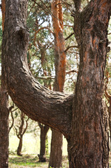 pine with a curved, curved trunk