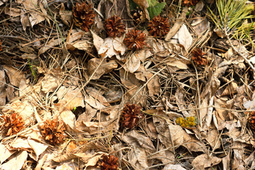 Cones on a dry foliage in the wood