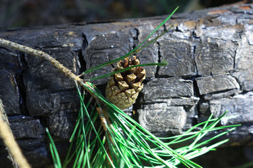 Pine branch with cone on a burnt tree