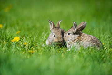 Cute two little hare sitting in the grass. Picturesque habitat, life in the meadow.