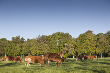 limousin bull and cows graze in green grassy meadow near spring forest in the netherlands near utrecht