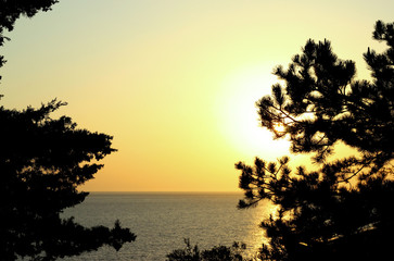 Pine trees branches silhouette on Adriatic sea horizon, beach, sunset landscape background.