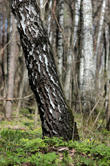 birch trees in the forest in may